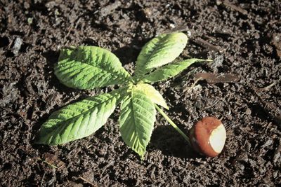 Close-up of fresh green plant growing on field