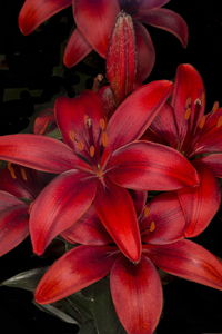 Close-up of red flowering plant