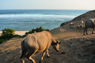 Horses on the beach