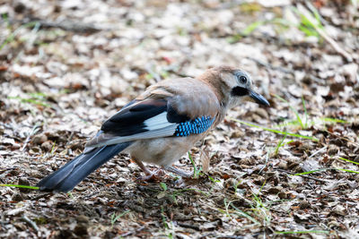 High angle view of a bird on field