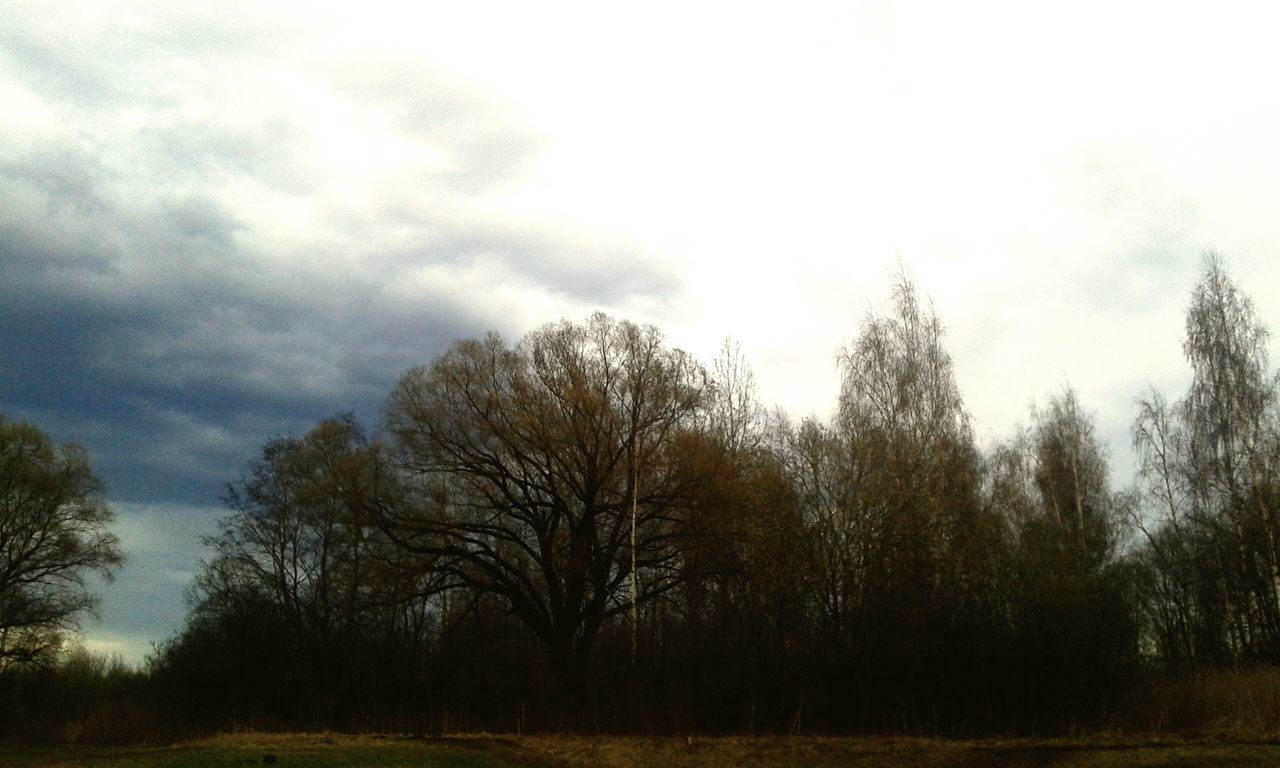 tree, sky, tranquility, tranquil scene, landscape, scenics, field, beauty in nature, bare tree, nature, cloud - sky, growth, grass, non-urban scene, branch, cloud, outdoors, day, cloudy, no people