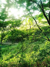 Low angle view of trees in forest