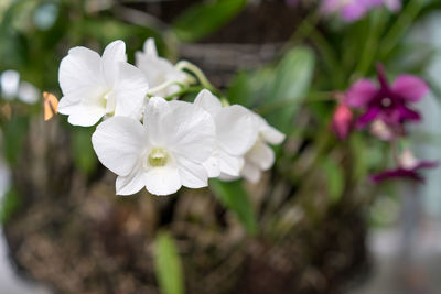 Close-up of white flowers blooming outdoors