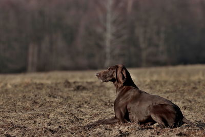 Close-up of dog on field