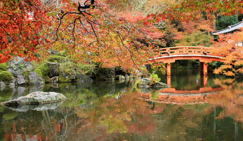 Bridge over river in forest