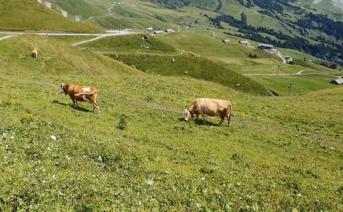 Sheep grazing in a field