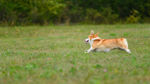 Orange and white corgi happy running on the green field