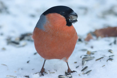 Close-up of a bird on snow covered field