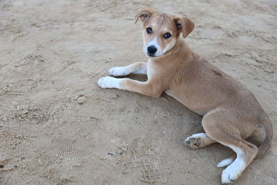 Portrait of dog resting on sand