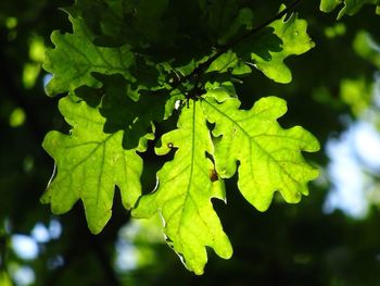 Close-up of green leaves