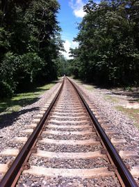 Railroad track along trees