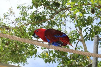 Low angle view of parrot perching on tree