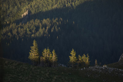 Scenic view of pine trees in forest