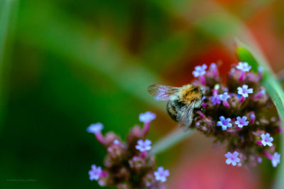flowering plant
