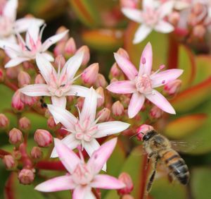 Close-up of bee pollinating on pink flower