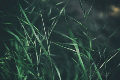 Full frame shot of wheat plants