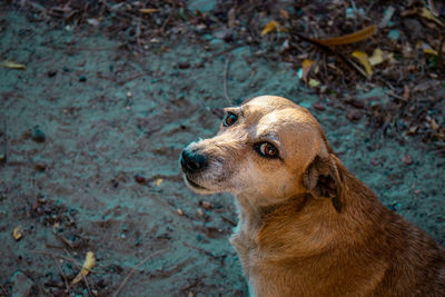 High angle view of dog looking away