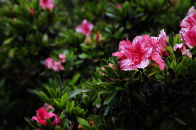 Close-up of pink flowering plants
