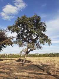 Tree on field against sky