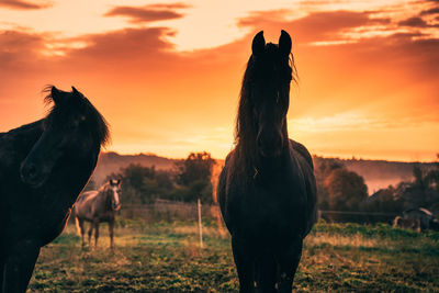 Horses in a field