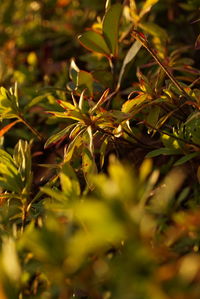 Close-up of fresh green leaves