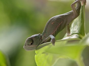 Close-up of lizard