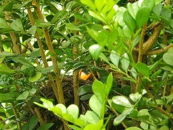 Close-up of ladybug on plant