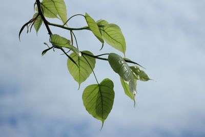 Low angle view of plant against sky