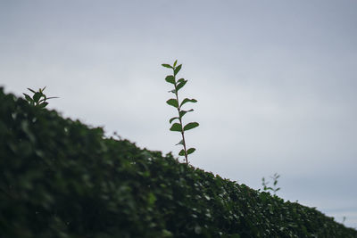 Low angle view of plant against sky