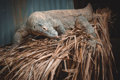 A fantastic portrait of a komodo dragon