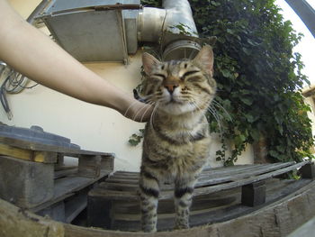 Portrait of cat