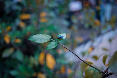 Close-up of insect on flower