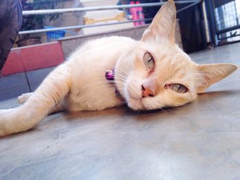 Portrait of ginger cat lying on floor