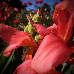 Close-up of red hibiscus blooming outdoors