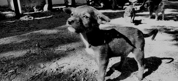 Dog standing in field