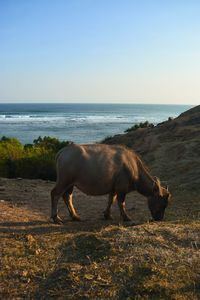 Horses in the sea