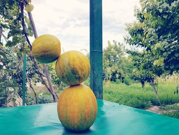 Close-up of fruits on table by tree