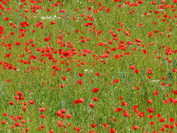Red poppy flowers on field