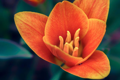 Close-up of orange flower blooming outdoors