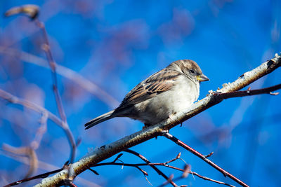 Low angle view of bird perching on branch