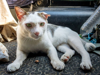 Close-up portrait of cat relaxing outdoors