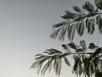 Low angle view of trees