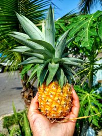 Close-up of pineapple