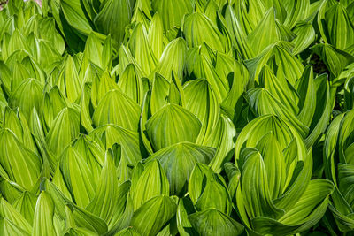 Full frame shot of fresh green plants