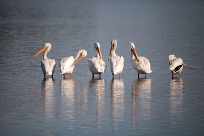 American white pelican pelecanus erythrorhynchos in a marsh on sanibel island, florida