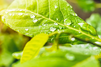 Close-up of raindrops on leaves