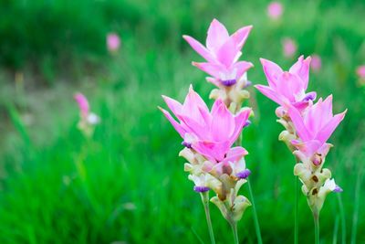 Close-up of pink flowering plants on field