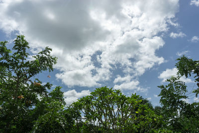 Low angle view of trees against sky