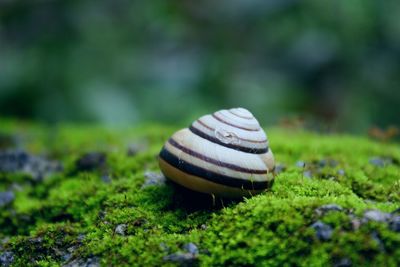 Close up of snail on moss