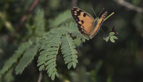 Close-up of butterfly on leaf